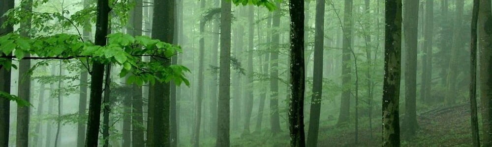 رایحه چوب و خزه عطر و ادکلن یا ن چوبی - WOODS Note