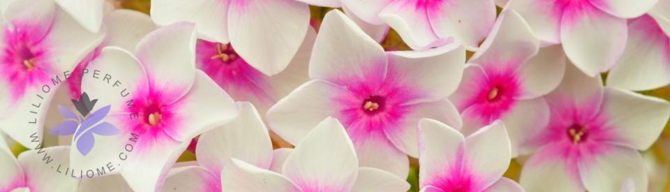 رایحه گلهای سفید عطر و ادکلن - white flowers note