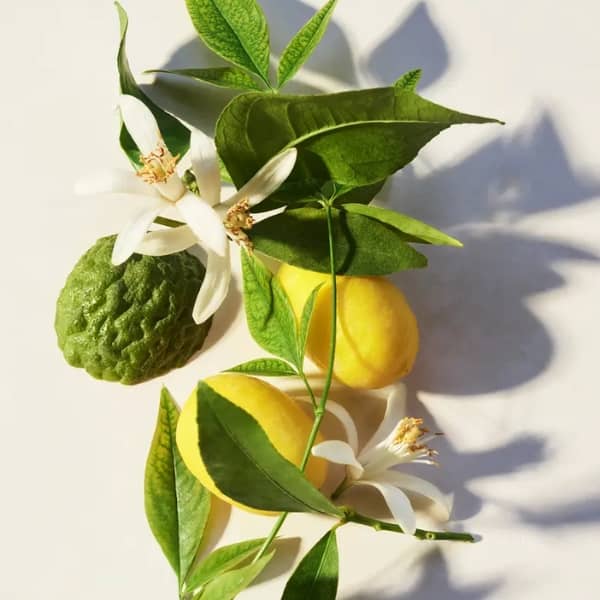 Bvlgari Eau Parfumée Thé Vert